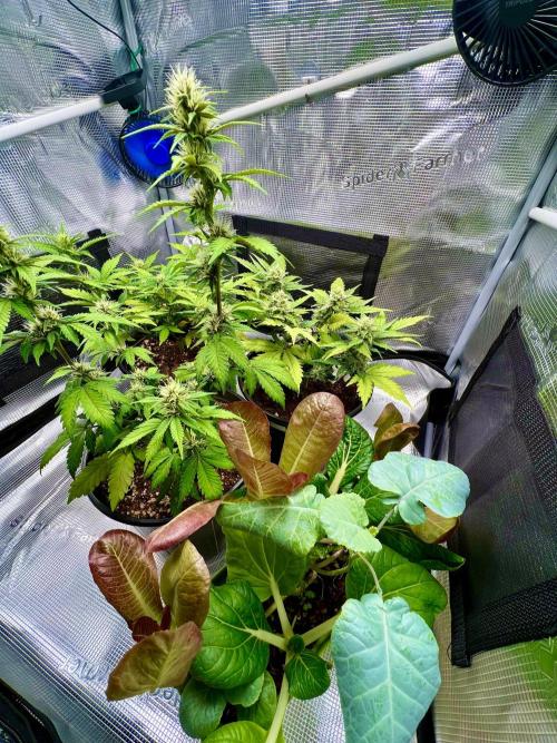 🔥📦RF3 AUTO by Fast Buds. Week 8 - 4/13 10am