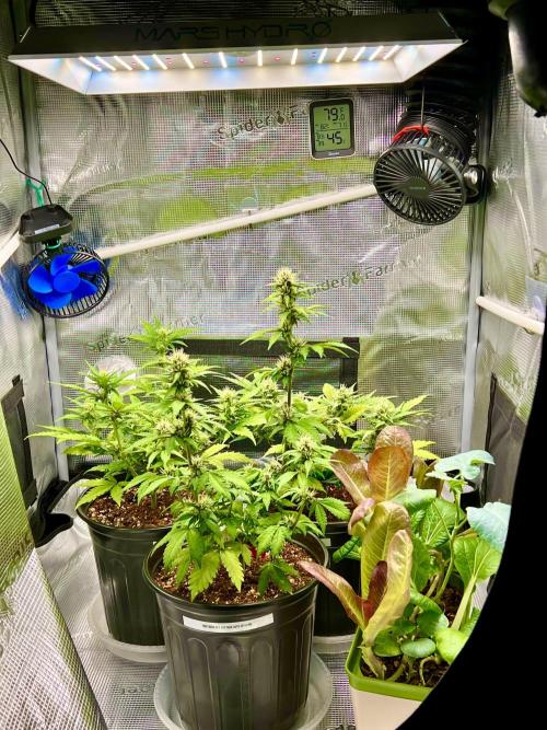 🔥📦RF3 AUTO by Fast Buds. Week 8