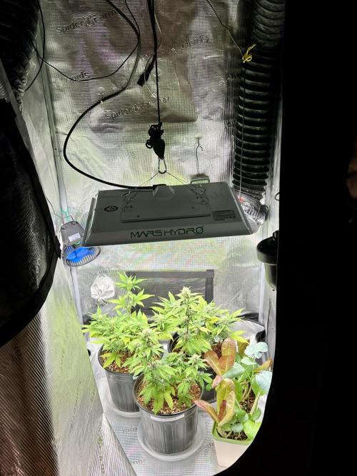 🔥📦RF3 AUTO by Fast Buds. Week 8