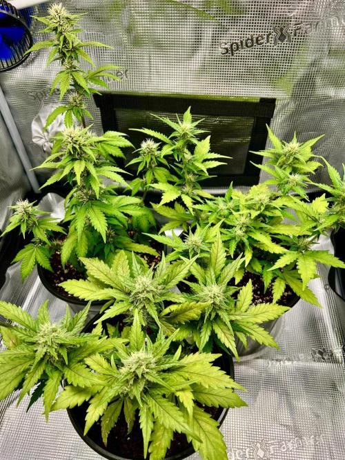 🔥📦RF3 AUTO by Fast Buds. Week 8
