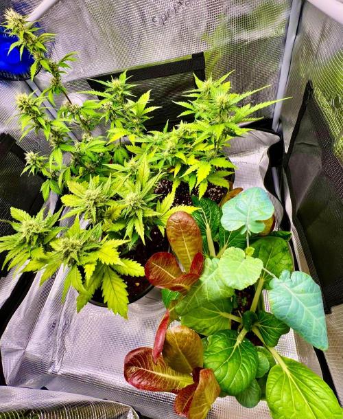 🔥📦RF3 AUTO by Fast Buds. Week 8