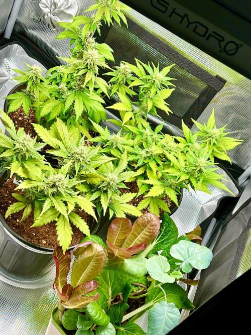 🔥📦RF3 AUTO by Fast Buds. Week 8