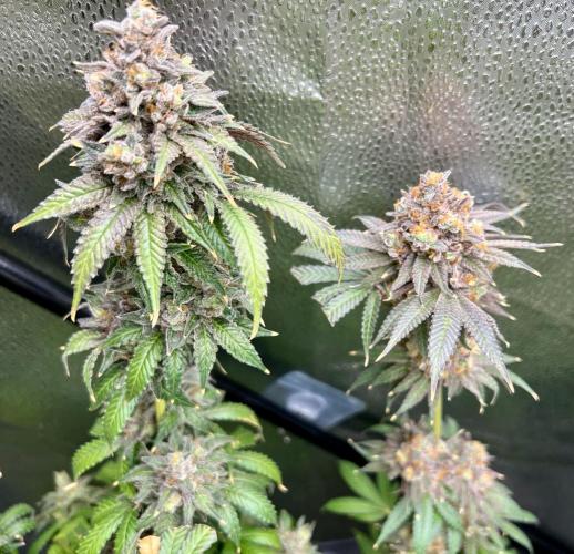 Montel tragic rise fall of Jar Jar Binks. Week 17 - Gelato 44 and punch pie