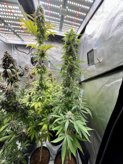 Montel tragic rise fall of Jar Jar Binks. Week 17 - Montel dream, widow and corkscrew auto