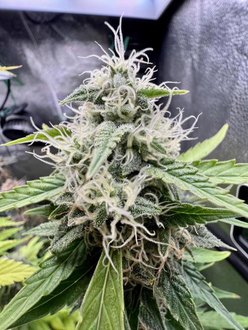 Montel tragic rise fall of Jar Jar Binks. Week 17 - Corkscrew Tyson 2.0 Royal Queen seeds