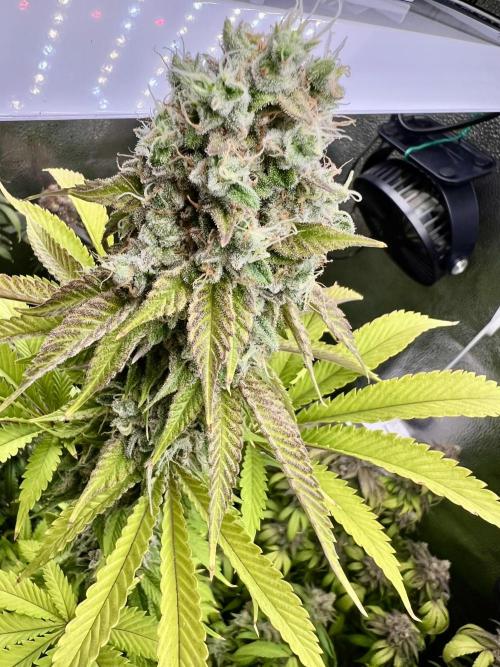 Montel tragic rise fall of Jar Jar Binks. Week 17 - Montel’s dream widow by Grimm Brothers seeds ￼