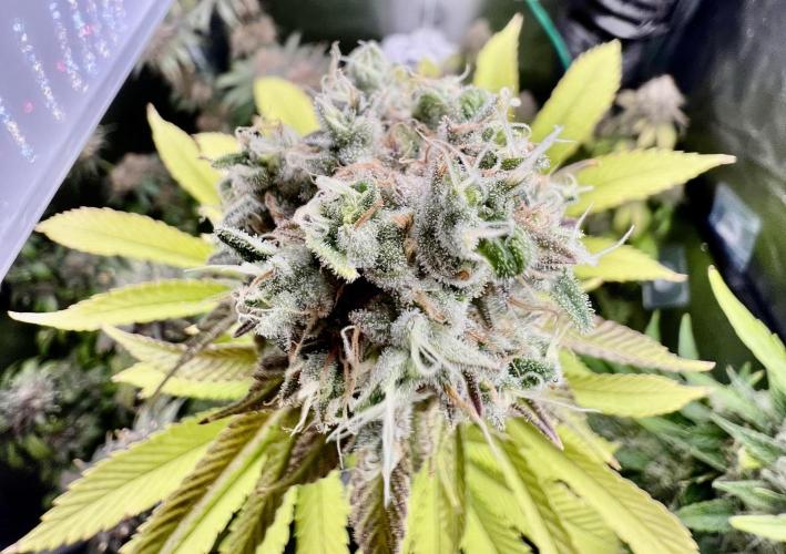 Montel tragic rise fall of Jar Jar Binks. Week 17 - 4/18 Montel‘s dream widow by brother Grimm seeds ￼