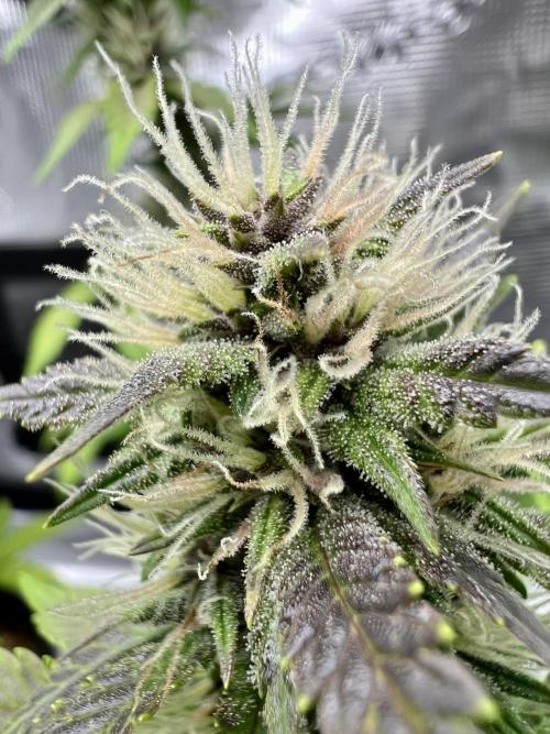 🔥📦RF3 AUTO by Fast Buds. Week 8 - 4/19 3am