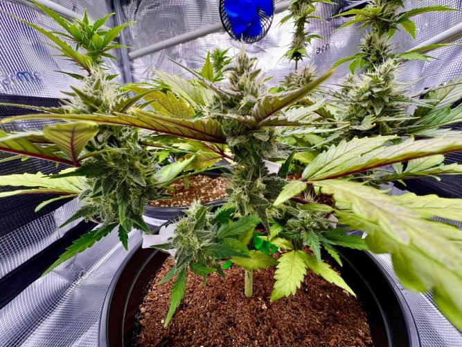 🔥📦RF3 AUTO by Fast Buds. Week 8