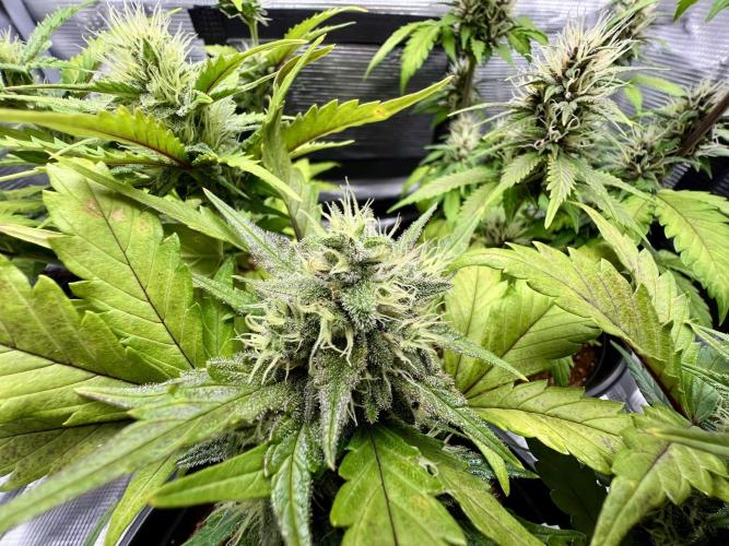 🔥📦RF3 AUTO by Fast Buds. Week 8