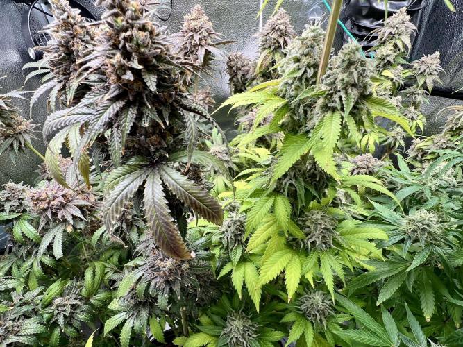 Montel tragic rise fall of Jar Jar Binks. Week 17 - Gelato 44 & Montel Dream Widow