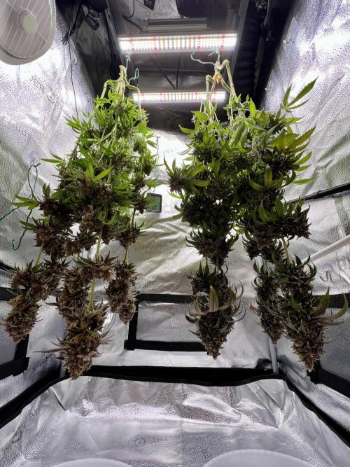Montel tragic rise fall of Jar Jar Binks. Week 18 - 4/23 11am Punch Pie, Gelato 44 Tyson 2.0 by RQS
