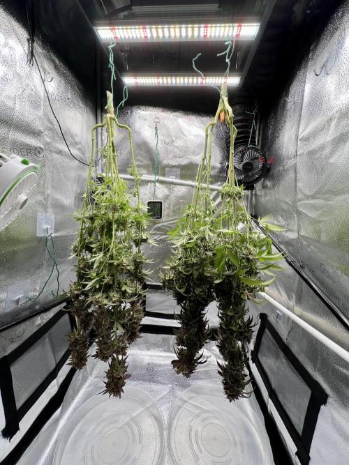 Montel tragic rise fall of Jar Jar Binks. Week 18 - 4/23 11am Punch Pie, Gelato 44 Tyson 2.0 by RQS