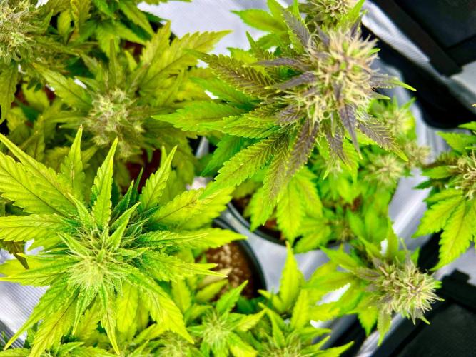 🔥📦RF3 AUTO by Fast Buds. Week 9 - 4/23 12pm