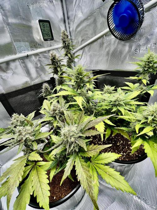🔥📦RF3 AUTO by Fast Buds. Week 9
