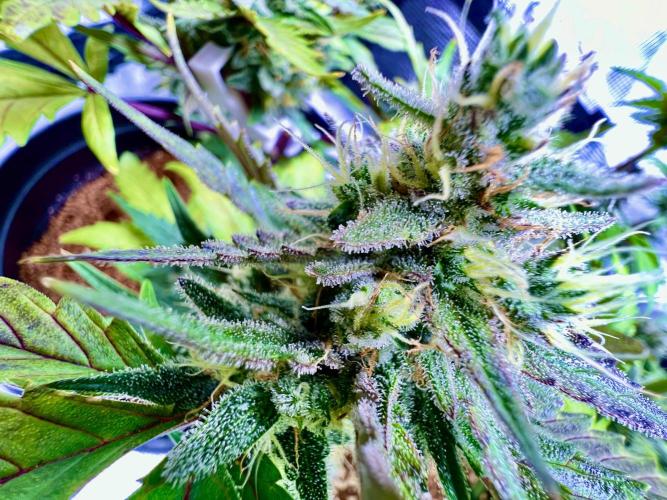 🔥📦RF3 AUTO by Fast Buds. Week 9
