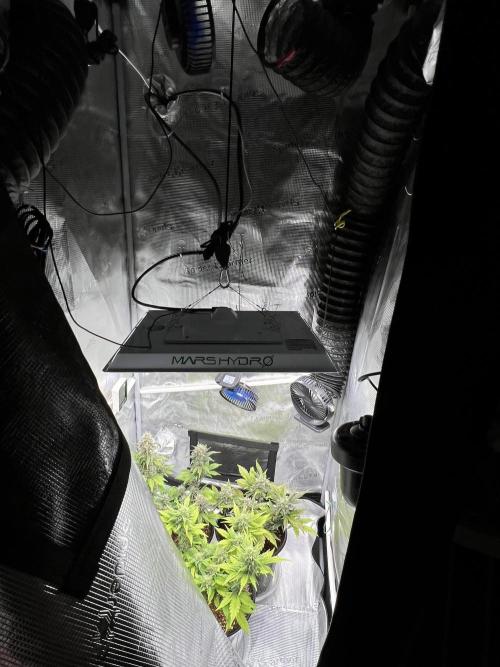 🔥📦RF3 AUTO by Fast Buds. Week 9 - 4/20 5:12 PM ￼