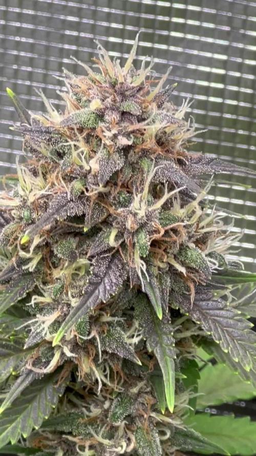 🔥📦RF3 AUTO by Fast Buds