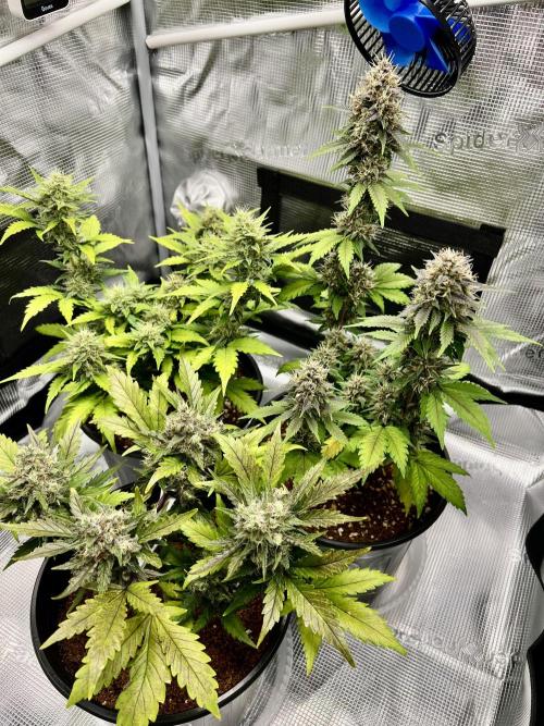 🔥📦RF3 AUTO by Fast Buds. Week 10