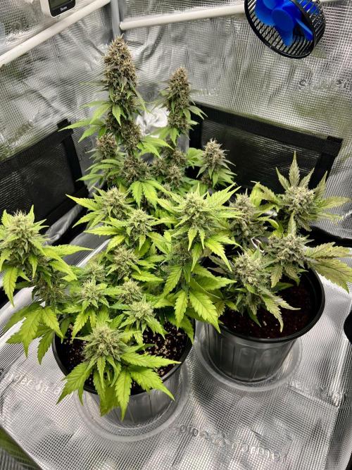 🔥📦RF3 AUTO by Fast Buds. Week 10 - 5/1