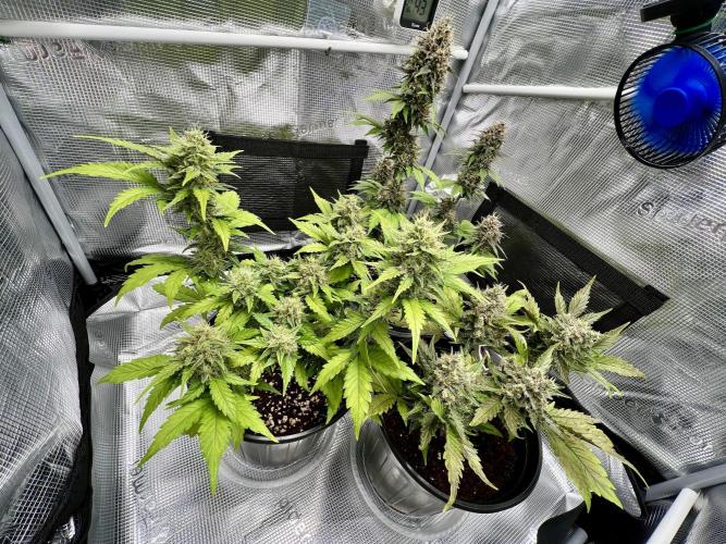 🔥📦RF3 AUTO by Fast Buds. Week 10