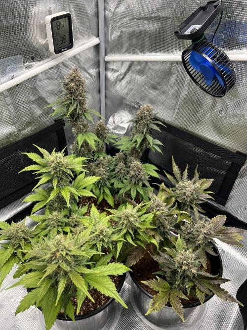 🔥📦RF3 AUTO by Fast Buds. Week 10 - 5/6 5 AM ￼