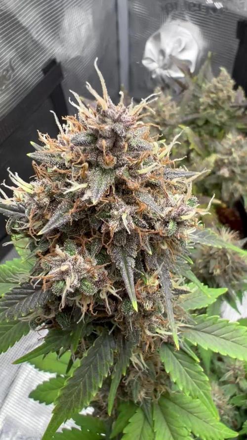 🔥📦RF3 AUTO by Fast Buds