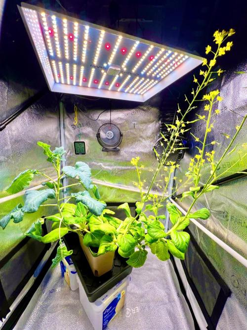 Mix Pack Auto RF3. Week 0
