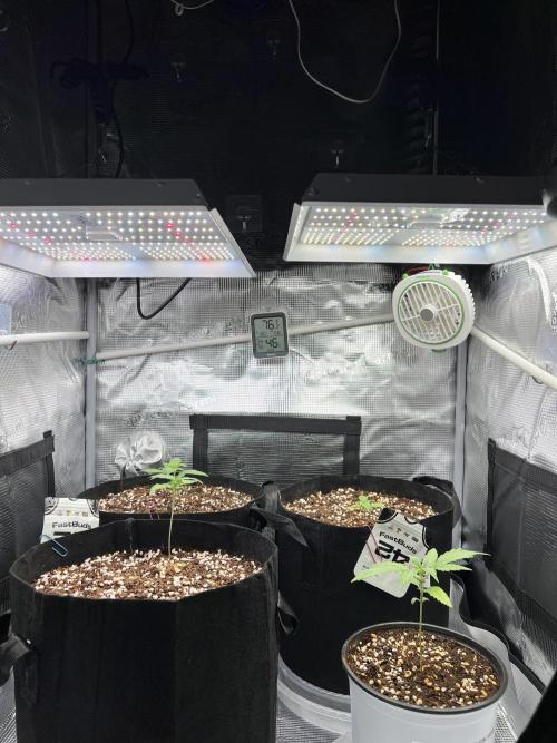Grimm Death of JarJar. Week 3
