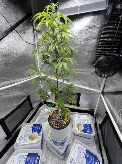 Grimm Death of JarJar. Week 9