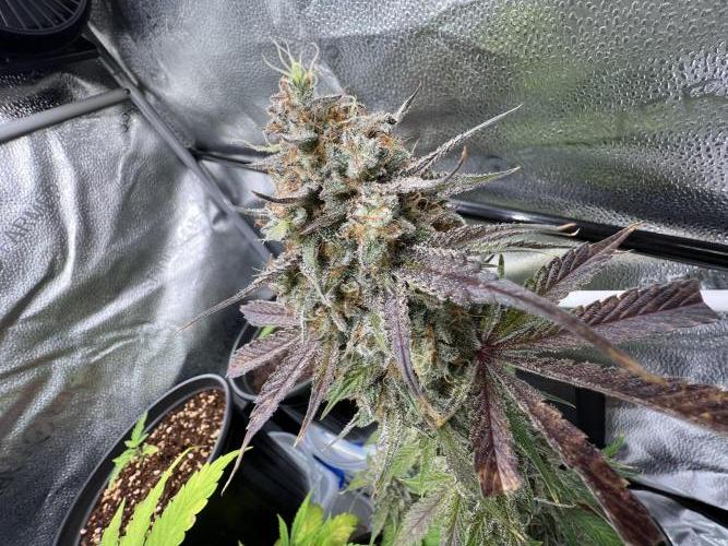 🥊🥧🍧🐐☕️🐓🔩🍌. Week 14