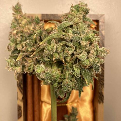 Black Jack Fast Version®. Week 18