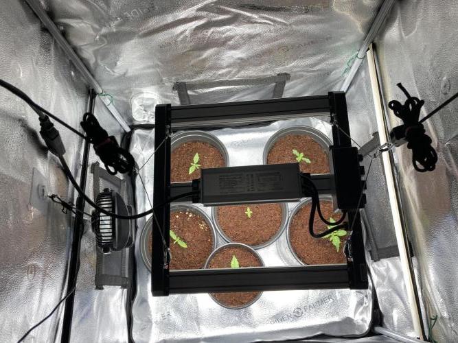 🥊🥧🍧🐐☕️🐓🔩🍌. Week 3