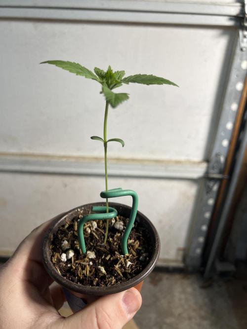 Bloom Tester. Week 1