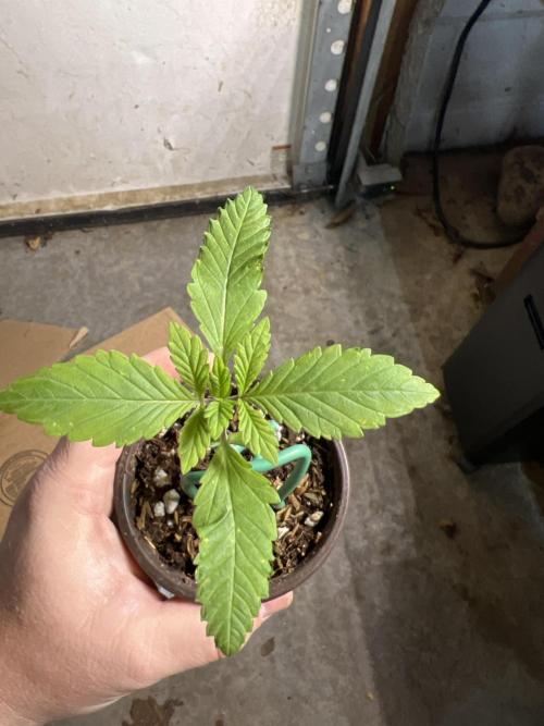 Bloom Tester. Week 1
