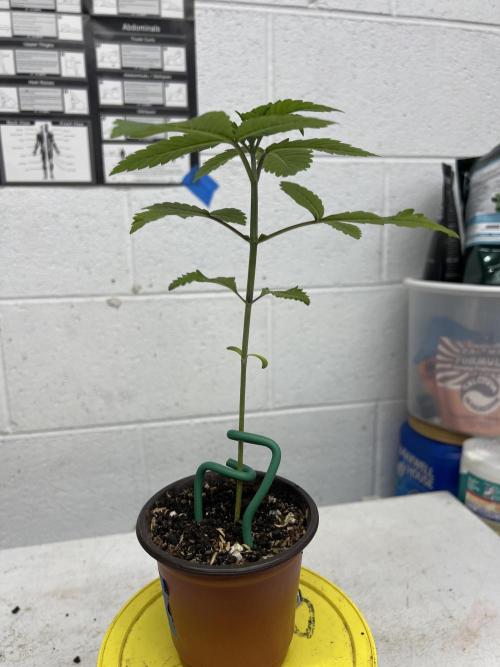 Bloom Tester. Week 3