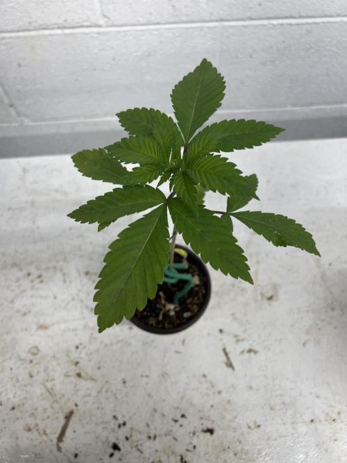 Bloom Tester. Week 3