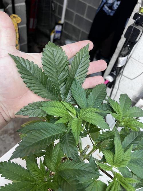 Bloom Tester. Week 5