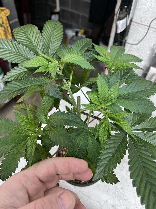 Bloom Tester. Week 5