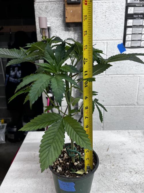 Bloom Tester. Week 5