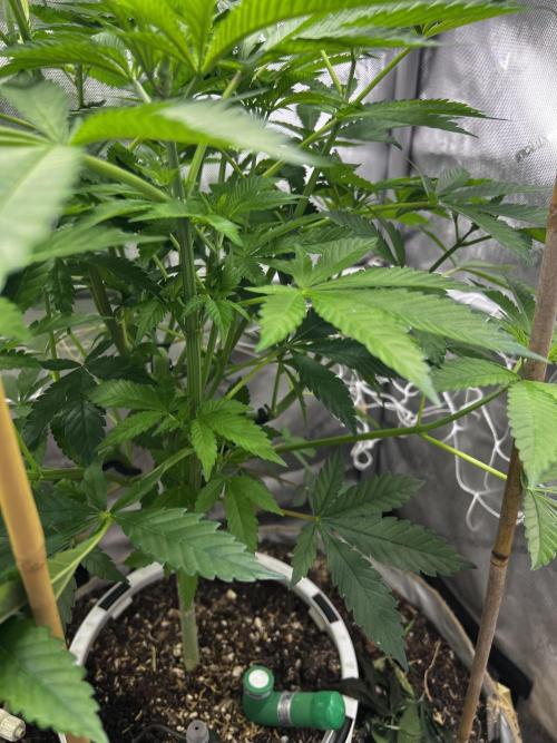 Bloom Tester. Week 8