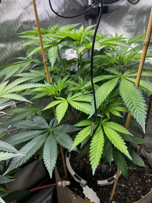 Bloom Tester. Week 8