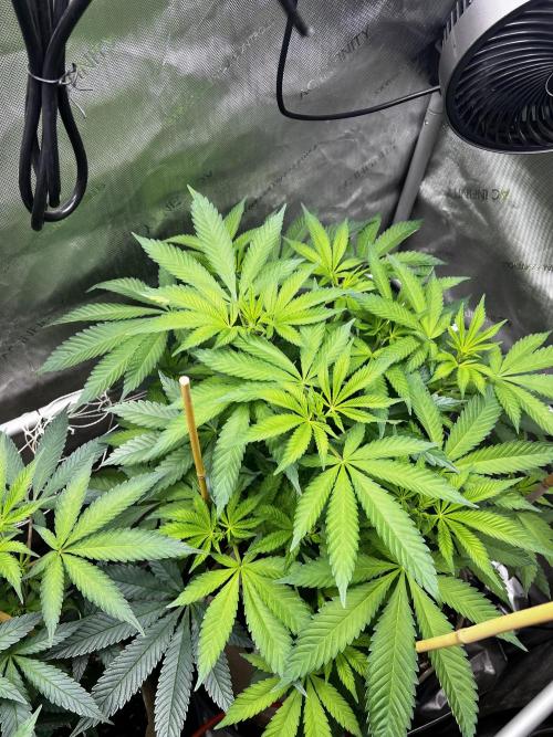 Bloom Tester. Week 8