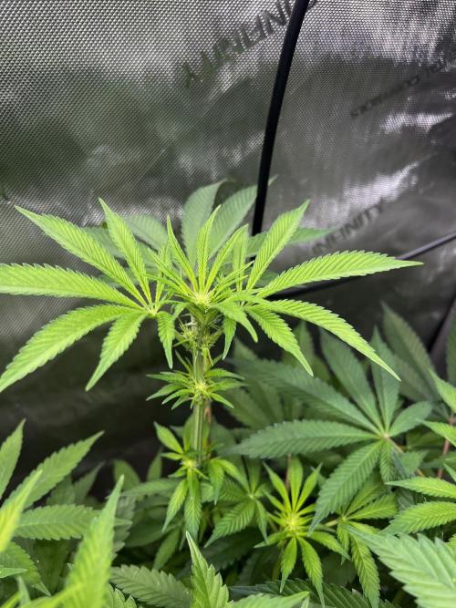 Bloom Tester. Week 9