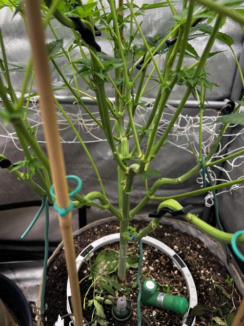 Bloom Tester. Week 9