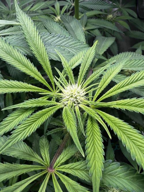 Bloom Tester. Week 10