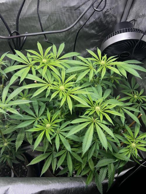 Bloom Tester. Week 10