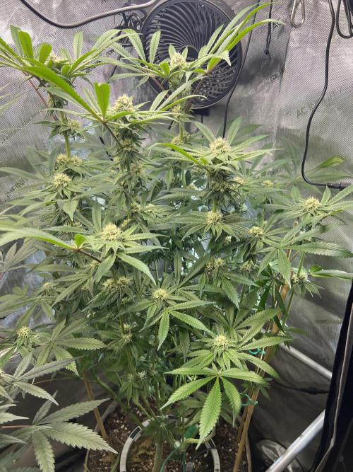 Bloom Tester. Week 11