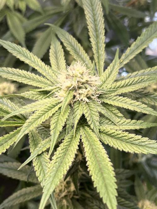 Bloom Tester. Week 11