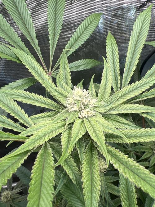 Bloom Tester. Week 11